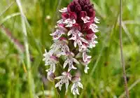 Күйген ұшты орхидея (Neotinea ustulata, бұрынғы Orchis ustulata) - қоректік заттарға бай емес, көбінесе әктас шалғындар мен құрғақ жайылымдарда өсетін сирек кездесетін орхидея түрі. Оның атауы тығыз орналасқан гүл маскаларынан шыққан, олардың әлі жабық бүршіктері қою қызылдан қара түске дейін күйген көрініс береді. Тыңайтқыштардың және жерді пайдаланудың қарқындылығына байланысты Баден-Вюртембергтегі қолайлы мекендеу орталары және соның салдарынан популяция күрт азайды. Авторлық құқық туралы ескерту: SMNS, Viktoria Ferenc