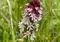 Das Brand-Knabenkraut (Neotinea ustulata, früher Orchis ustulata) ist eine seltene Orchideenart nährstoffarmer, meist kalkreicher Wiesen und Magerrasen. Namensgebend sind die dicht gedrängten Blütenstände, deren noch geschlossene Knospen dunkelrot bis schwärzlich gefärbt sind und dadurch wie angebrannt aussehen. Durch Düngung und Nutzungsintensivierung sind die geeigneten Lebensräume und damit die Bestände in Baden-Württemberg stark zurückgegangen. Urhebervermerk/Copyright-Vermerk: SMNS, Viktoria Ferenc