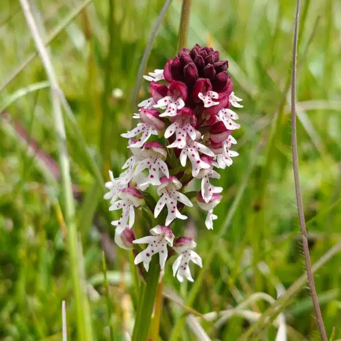 Das Brand-Knabenkraut (Neotinea ustulata, früher Orchis ustulata) ist eine seltene Orchideenart nährstoffarmer, meist kalkreicher Wiesen und Magerrasen. Namensgebend sind die dicht gedrängten Blütenstände, deren noch geschlossene Knospen dunkelrot bis schwärzlich gefärbt sind und dadurch wie angebrannt aussehen. Durch Düngung und Nutzungsintensivierung sind die geeigneten Lebensräume und damit die Bestände in Baden-Württemberg stark zurückgegangen. Urhebervermerk/Copyright-Vermerk: SMNS, Viktoria Ferenc