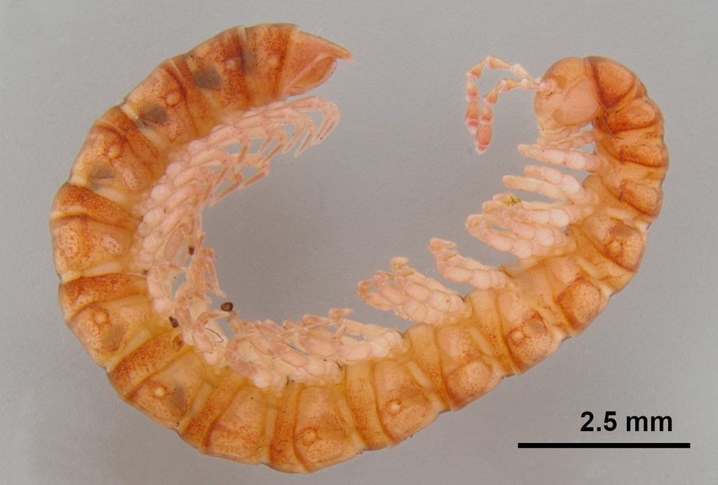 Colobothrix deckeri. Mesibov, 2026. Image by Ben Parslow, SAMA.
