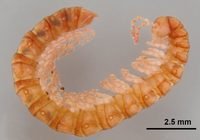 Small orange crustacean curled into a loop, showing a segmented body and many legs; scale bar indicates 2.5 mm.