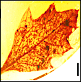 Orange autumn maple leaf with visible veins on a yellow background.