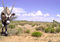 Front view of an oryx (antelope) with long straight horns in a dry desert landscape with sparse shrubs and a blue sky filled with clouds.