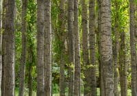 Pappeln wachsen sehr schnell, daher werden sie immer öfter als Plantage angebaut. Credits: Diego F. Parra, pexels