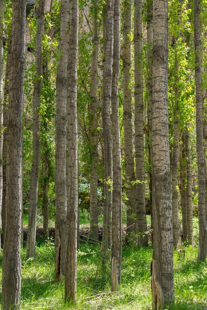 Pappeln wachsen sehr schnell, daher werden sie immer öfter als Plantage angebaut. Credits: Diego F. Parra, pexels