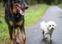 Kleinere Hunderassen erreichen in der Regel ein höheres Lebensalter. Credits: Hugo Sykes, pexels