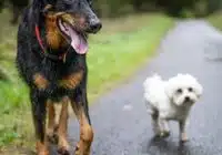 Daha küçük köpek ırkları genellikle daha uzun yaşar. Kaynak: Hugo Sykes, pexels
