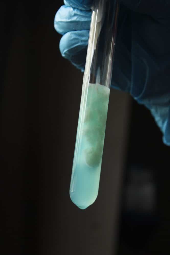 Temperaturstabilität der Enzyme eröffnet neue Möglichkeiten. Credits:Jahra Tasfia Reza, pexels 