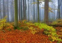 Naturverjüngung von Rotbuchen im Wald. Credits: Karel Drozda, pexels