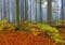 Naturverjüngung von Rotbuchen im Wald. Credits: Karel Drozda, pexels