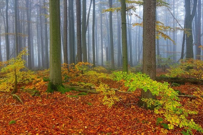 Naturverjüngung von Rotbuchen im Wald. Credits: Karel Drozda, pexels