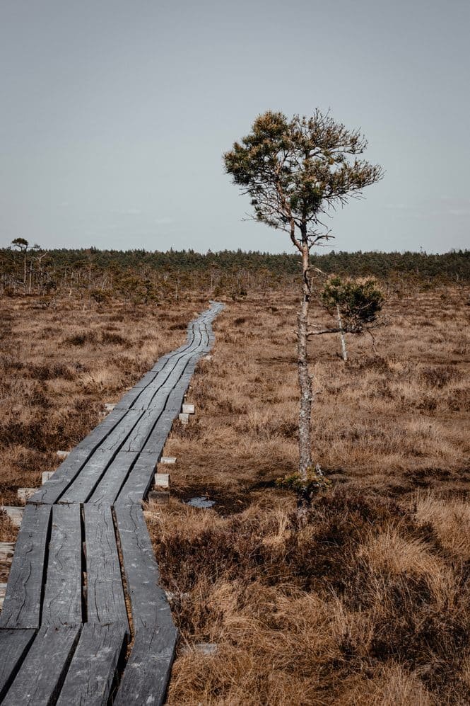 Das Moor: stark bedrohter Lebensraum mit vielen ungelösten Rätseln. Credits: Maksims Mordanov, pexels