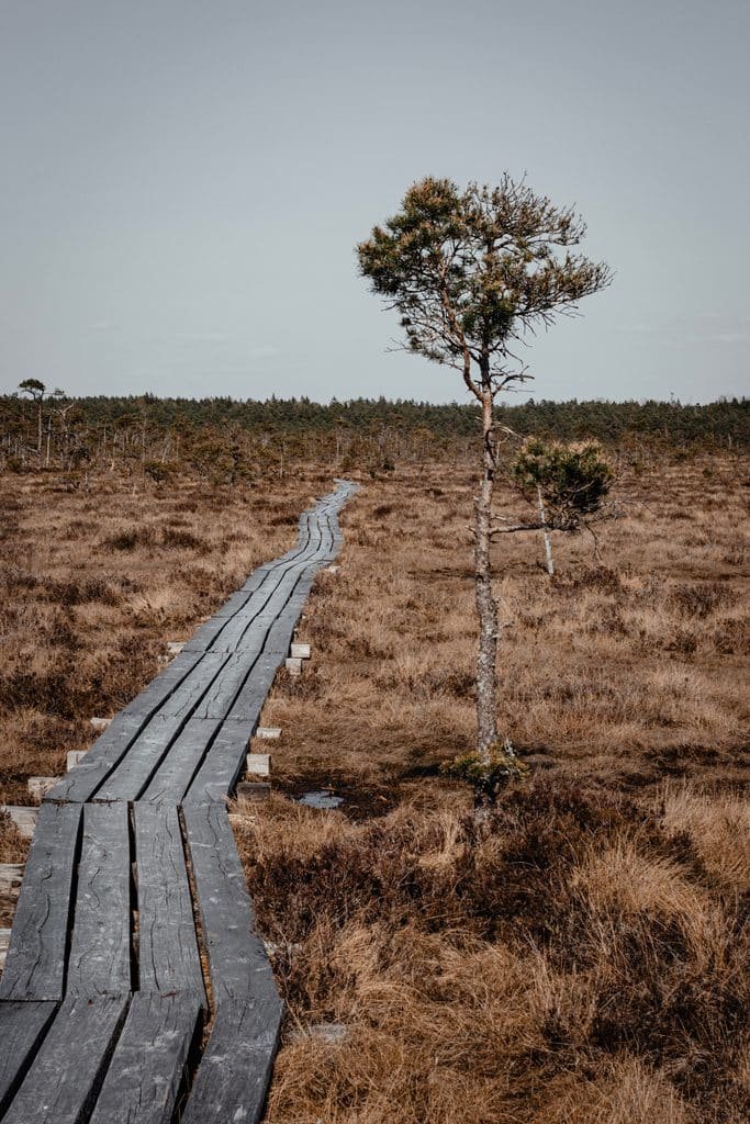 Das Moor: stark bedrohter Lebensraum mit vielen ungelösten Rätseln. Credits: Maksims Mordanov, pexels