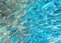 Plankton ist die Lebensgrundlage im Meer - nicht nur für Fische. Credits: Mo Tawil, pexels
