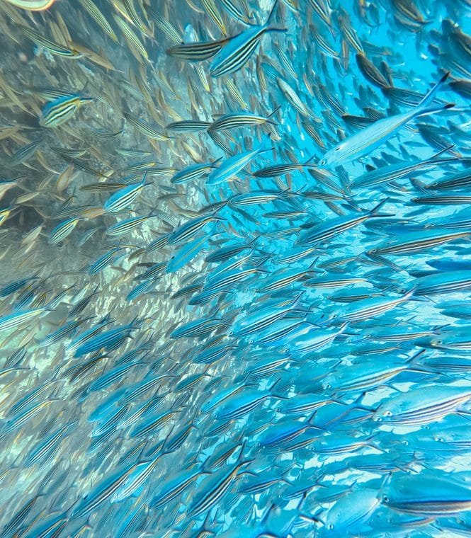 Plankton ist die Lebensgrundlage im Meer - nicht nur für Fische. Credits: Mo Tawil, pexels