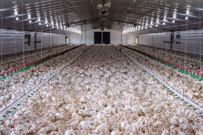 Übliche Putenhaltung auf engstem Raum. Credits: Mark Stebnicki, pexels