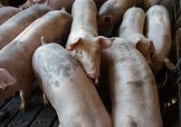 Arme Schweine: auf engstem Raum zusammengepfercht, ohne Einstreu und Auslauf. Credits: Mark Strebnicki, pexels