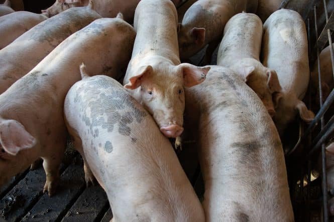 Arme Schweine: auf engstem Raum zusammengepfercht, ohne Einstreu und Auslauf. Credits: Mark Strebnicki, pexels