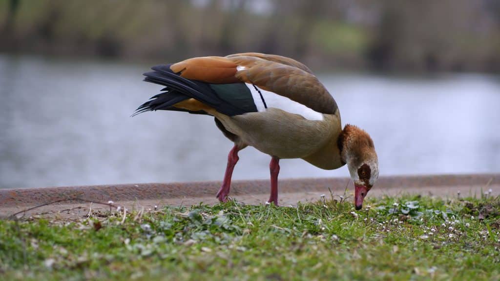 Nilgänse finden neue Heimat in Deutschland. Credits: Ramon Karolan, pexels