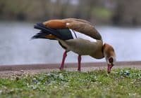 Nilgänse finden neue Heimat in Deutschland. Credits: Ramon Karolan, pexels