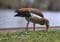 Nilgänse finden neue Heimat in Deutschland. Credits: Ramon Karolan, pexels