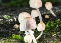 Dass auch Pilze bewusste Ziele haben, ist schwer vorstellbar - aber nicht unmöglich. Credits: Rino Adamo, pexels