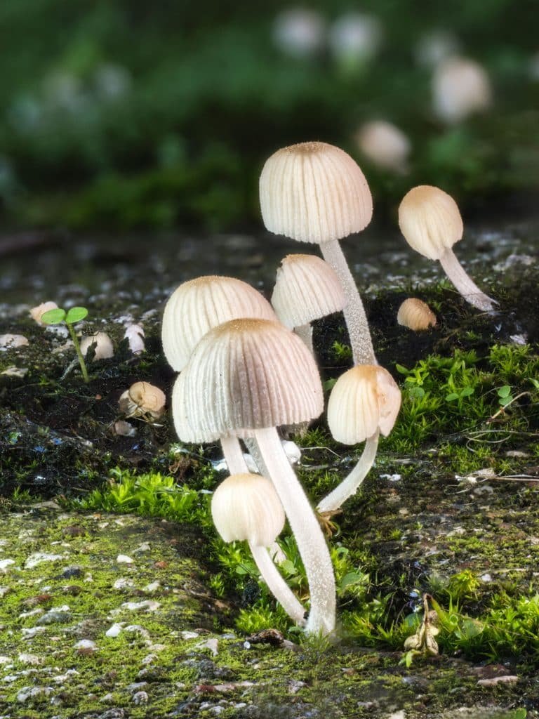 Dass auch Pilze bewusste Ziele haben, ist schwer vorstellbar - aber nicht unmöglich. Credits: Rino Adamo, pexels