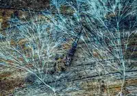 Fungal mycelium has enormous potential in the construction sector. Credits: Silva Montanis, pexels
