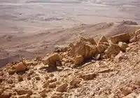 Negev: mehmondo'stlik yoqimsiz va hayotga to'la. Mualliflar: Svetlana B, pexels