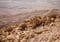 Die Negev: unwirtlich und mit nur wenig Leben. Credits: Svetlana B, pexels