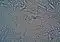 Bakterien unter dem Mikroskop. Credits: turek, pexels
