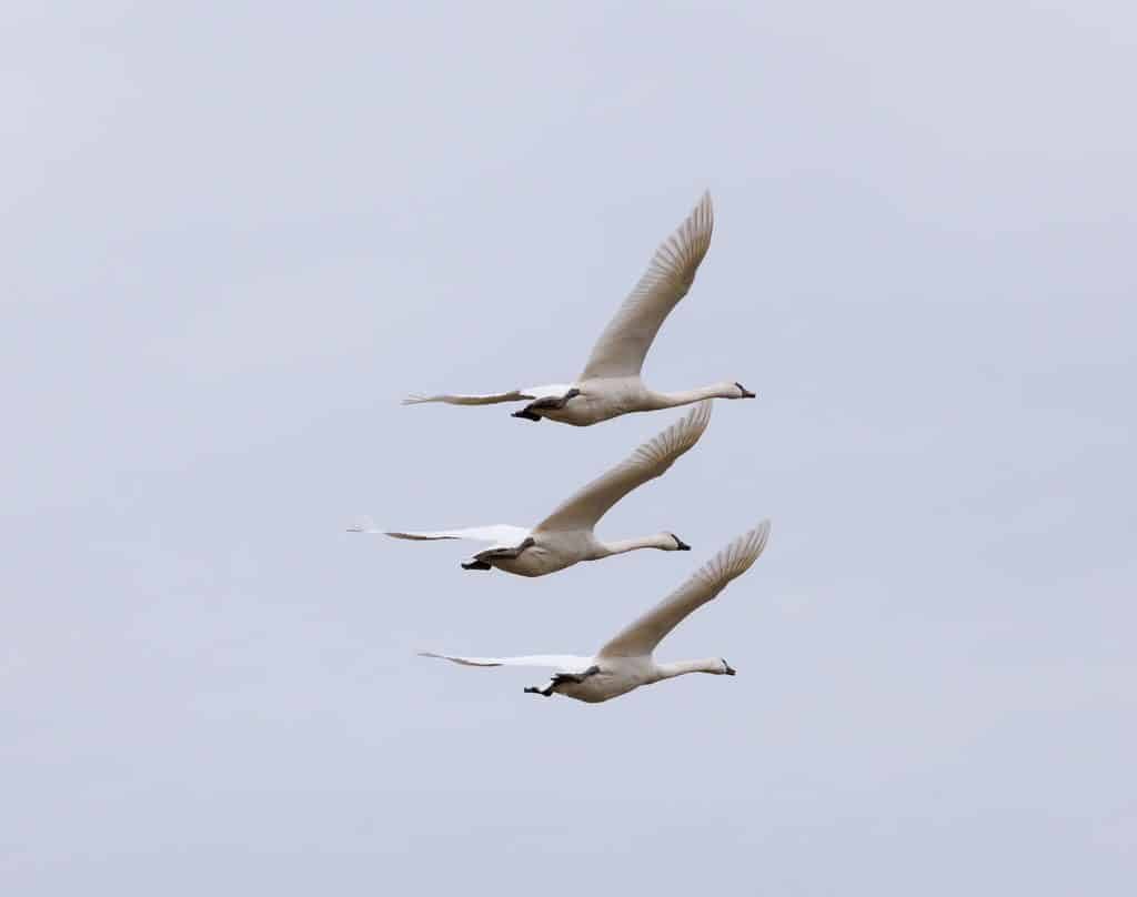 Fliegende Schwände. Credits: Veronika Andrews, pexels