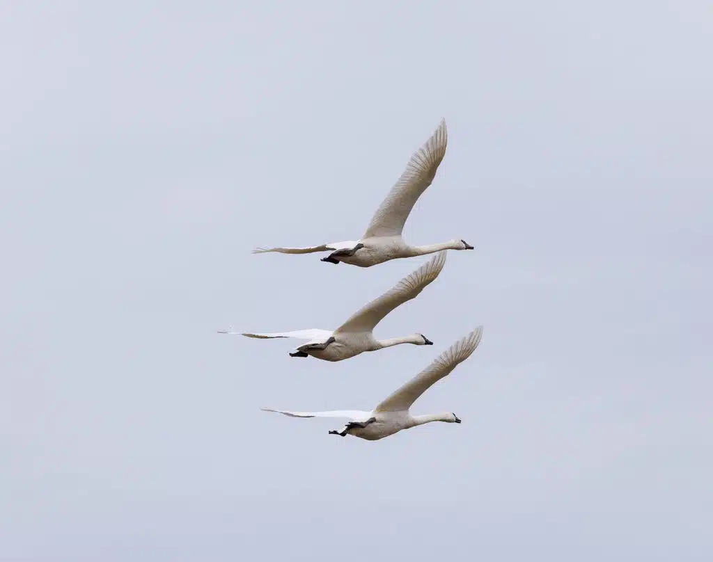 Fliegende Schwände. Credits: Veronika Andrews, pexels