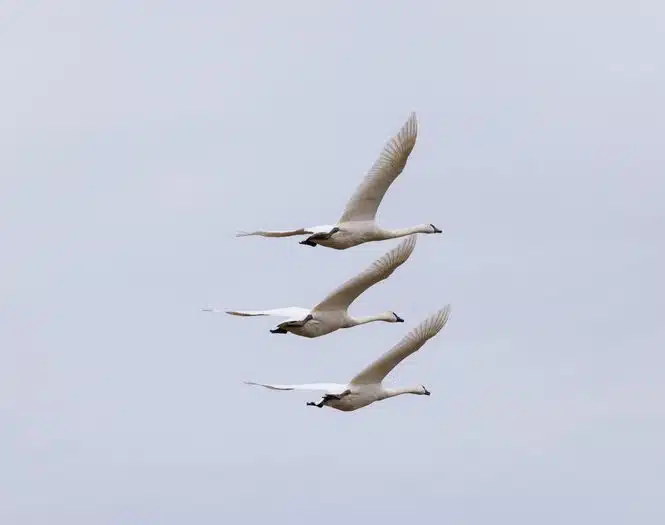 Fliegende Schwände. Credits: Veronika Andrews, pexels