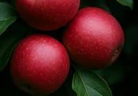 Äpfel sind nach wie vor der Deutschen liebstes Obst. Credits: Yann Rimaz, pexels