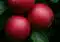 Äpfel sind nach wie vor der Deutschen liebstes Obst. Credits: Yann Rimaz, pexels